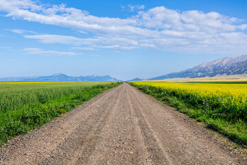 Wall Mural - Countryside gravel road and green farmland nature landscape in summer. road trip.