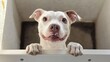 © h4kunA - A happy white and brown pit bull dog with brown eyes peeks over the edge of a white surface with its paws resting on the surface, looking at the camera with a playful expression.
