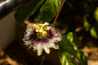 © Vitor - Passion flower with passion fruit leaves and a dramatic sun