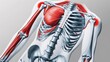 © Jakrapan - A detailed anatomical illustration showing the human skeleton and muscular system, highlighting key muscles and bones in the upper body.