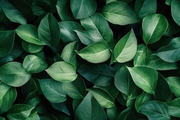 Sticker - A detailed view of a cluster of fresh green leaves