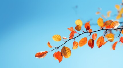 Wall Mural - sky leaf branch