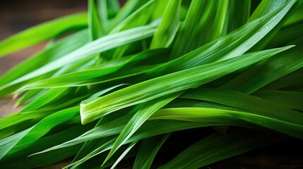 flavor pandan leaves