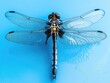 © Goncharenko - Dragonfly on blue surface