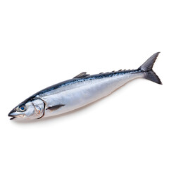 Atlantic mackerel fish top view isolated on white background