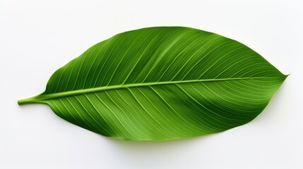 Wall Mural - nature tropical leaf background