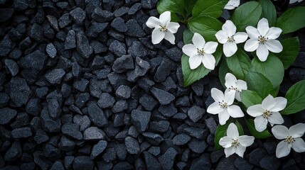 Wall Mural - White flowers adorned with lush green leaves create a striking contrast against a dark gravel background. This composition emphasizes the beauty of white flowers, framed by ample copy space.