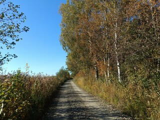 Rekyva forest during sunny autumn day. Pine and birch tree woodland. Blueberry bushes are growing in woods. Sunny day with white and gray clouds in sky. Fall season. Nature. Rekyvos miskas.