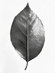 Canvas Print - Black and White Leaf