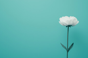 Wall Mural - single white flower stands tall against vibrant turquoise background, symbolizing beauty and resilience. Its delicate petals contrast beautifully with bold color, creating serene and uplifting