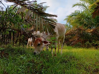 a young cow grazing in a field with palm trees in the background.