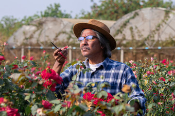 Asian elderly man with gray hair standing in floral farm sunny day working, senior entrepreneur start-up hobby small business by roses garden, worker cutting good quality roses in garden for customers