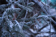 © Алена Гребенкина - Spruce branch covered in frost