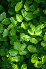 Vertical Green leaves background. Green leaves color tone dark in the morning.