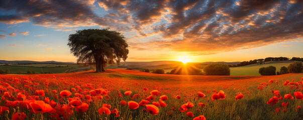 Wall Mural - poppy fields. sunset blooms