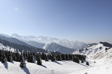 Wall Mural - Beautiful winter mountain landscape. Snow-covered pine trees. Snowy mountains and a clear blue sky. Winter background. Kazakhstan.