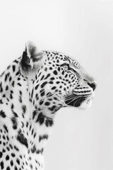 Wall Mural - Portrait of an animal in black and white