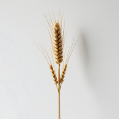 ears of wheat on a isolated white background