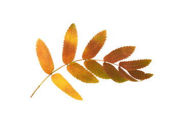 Wall Mural - autumn rowan leaves isolated on white or transparent background