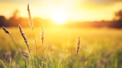 Wall Mural - Golden sunset with grass Abstract Gradient Background with Copy Space