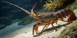 Closeup of a Lobster Showing Segmented Body, Claws, and Tail - Marine Life Photography
