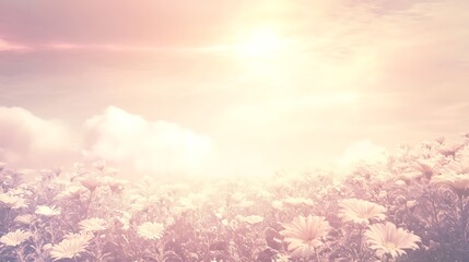Wall Mural - Soft pastel sunset over flower field Plain Textured Background for Web Design and Copy