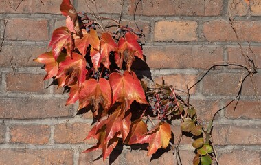 Wall Mural - Parthenocissus tricuspidata known as Boston ivy, grape ivy, and Japanese ivy, and also as Japanese creeper