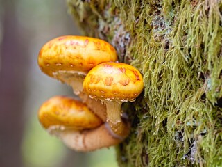 Pholiota mushrooms on the side of a tree.