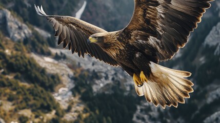 A large eagle is flying through the sky. The eagle is brown and white with yellow talons. The sky is clear and the mountains are in the background. The eagle is soaring high above the trees