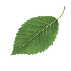 Wall Mural - green leaf close up on white background transparent