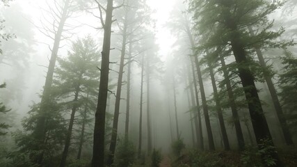 Wall Mural - mysterious forest enveloped in dense fog and mist, landscape, misty