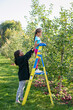 © Anya Brewley Schultheiss/Stocksy - Kindergartener standing on a ladder to look at apples on a tree
