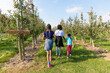 © Anya Brewley Schultheiss/Stocksy - Three children walking along the path at an apple orchard in summer
