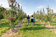 © Anya Brewley Schultheiss/Stocksy - Three children walking along the path at an apple orchard in summer