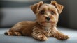 © Ummeya - Adorable Yorkshire Terrier Puppy Isolated on a White Background Suitable for Pet-Related Marketing and Pet Care Services