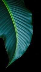 Wall Mural - tropical blue leaf with dark natural background ideal for backgrounds, wallpaper, designs, and patte
