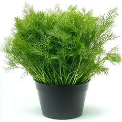 Wall Mural - A potted dill plant with bright green leaves.