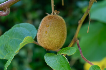 Wall Mural - New harvest of golden or green kiwi, hairy fruits hanging on kiwi tree in orchard in Italy, Lazio