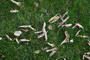 Wall Mural - fallen dry leaves on green background, autumn background after hot summer, global warming, sustainable development concept 