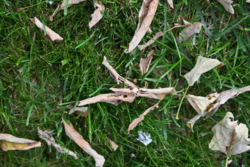 Wall Mural - fallen dry leaves on green background, autumn background after hot summer, global warming, sustainable development concept 