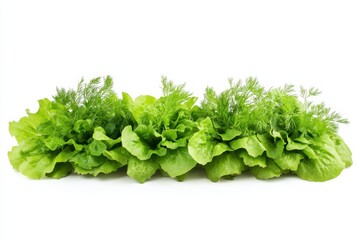 Poster - A vibrant display of fresh lettuce with sprigs of dill and basil arranged harmoniously, emphasizing the freshness and quality of the herbs. Generative AI