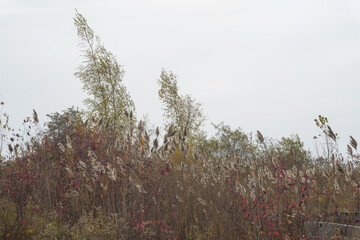 Wall Mural - reeds and self-seeded trees in the wind