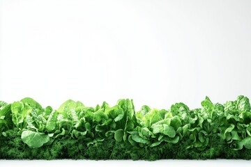 Poster - A bounty of freshly picked lettuce, dill, and basil is beautifully displayed against a clean white background, highlighting their freshness. Generative AI