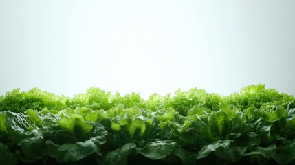 Poster - Lettuce, dill, and basil are arranged beautifully, showcasing their lush green colors under soft light, inviting culinary creativity. Generative AI