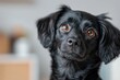 © Odin AI - A close-up of a black dog with shiny fur, showcasing its large, expressive eyes and inquisitive look, capturing the essence of canine curiosity and charm.