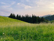 © VISUALSPECTRUM/Stocksy - Lush Green Grass on Summer Evening