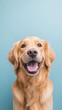 © Hailie - Happy Golden Retriever Portrait Against Blue Background