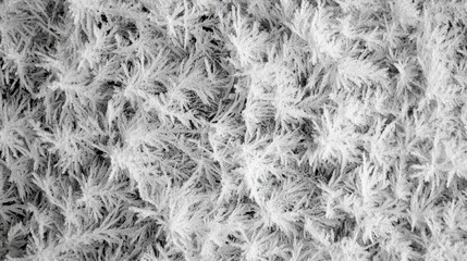Wall Mural - Captivating frost texture reflecting winter's intricate beauty and seasonal transition