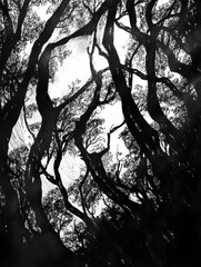 Leinwandbilder - The dense forest with intricate tree details and shifting shadows, evoking a tranquil, natural atmosphere. Generative AI