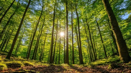 Wall Mural - Sundrenched forest canopy, a serene landscape of sunlight filtering through trees in peaceful woodland